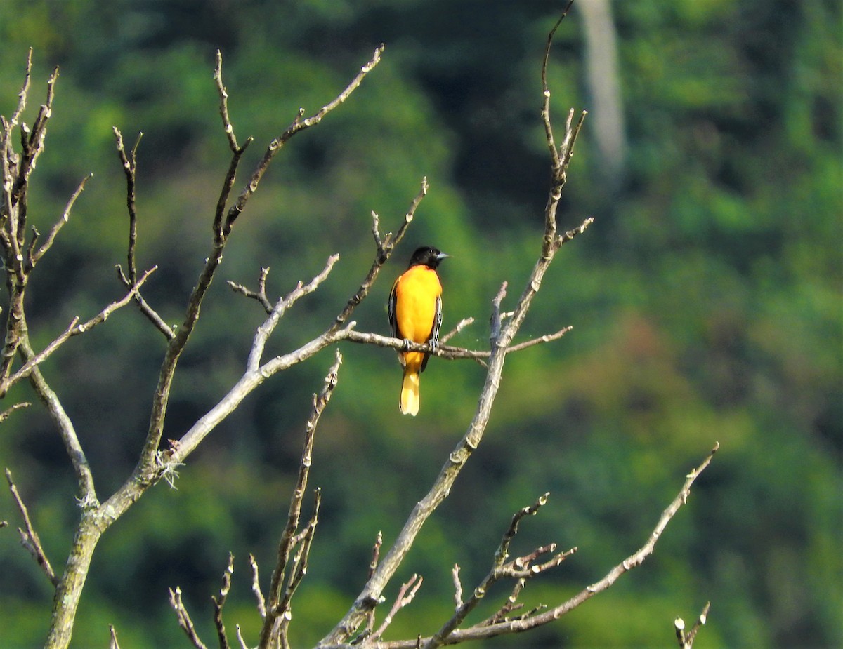 Baltimore Oriole - ML75210511