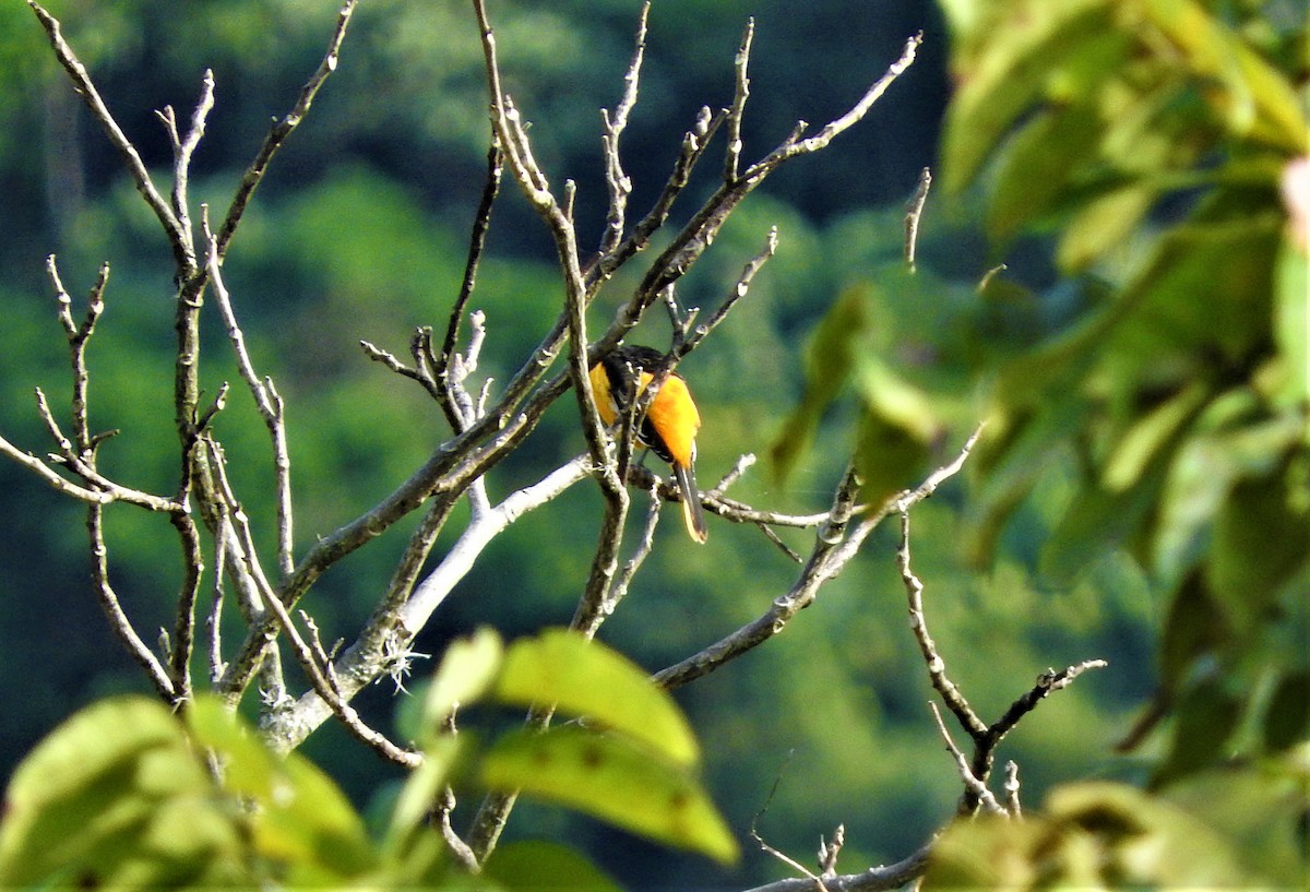 Baltimore Oriole - Gabriel Camilo Jaramillo Giraldo