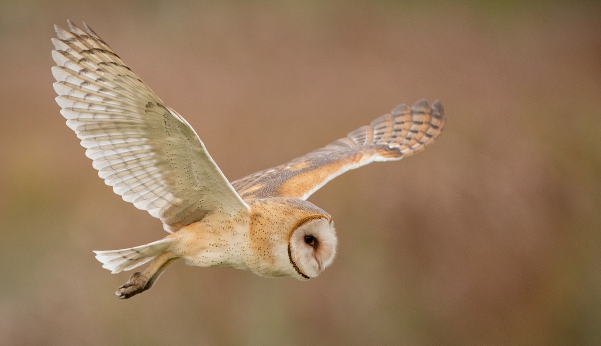 American Barn Owl (American) - Ian Davies