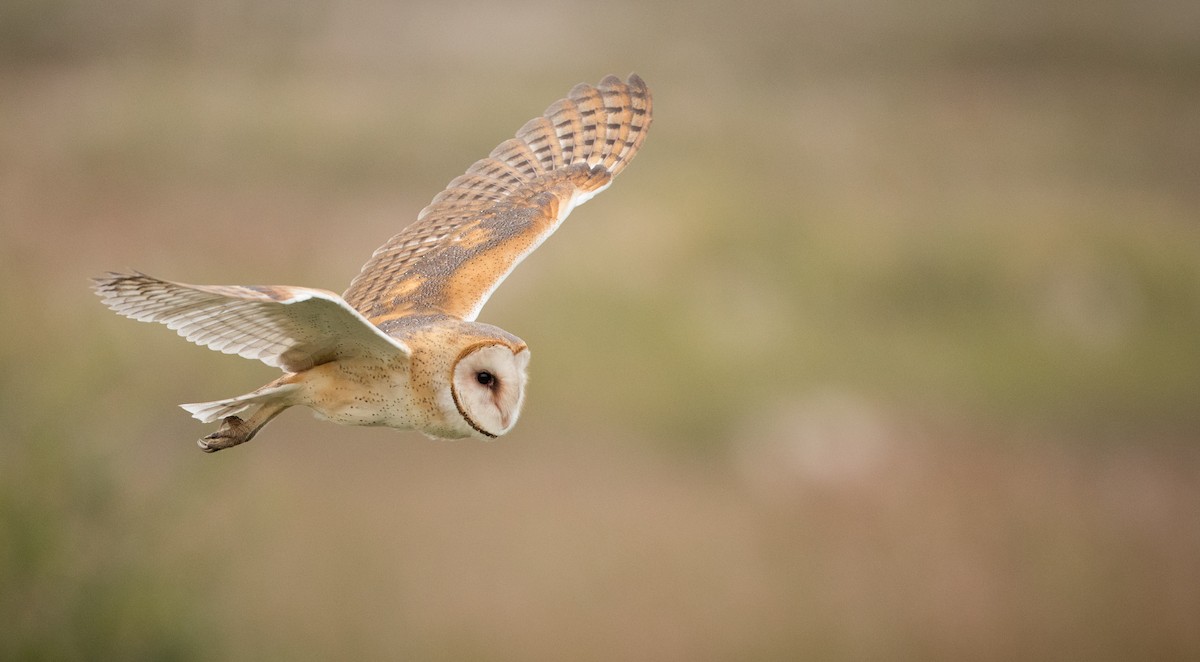 American Barn Owl (American) - Ian Davies