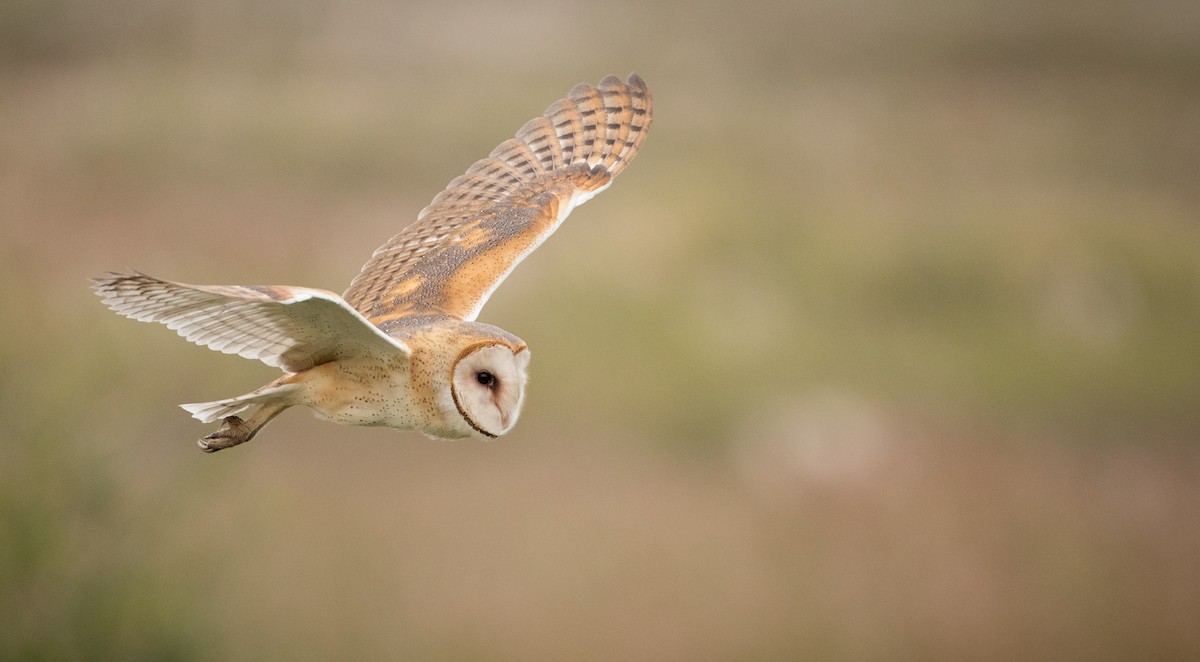 Barn Owl (American) - ML75210971