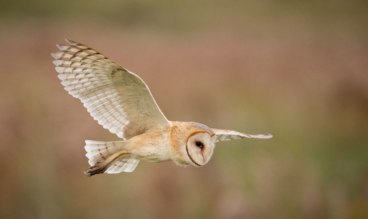 Barn Owl (American) - ML75210981