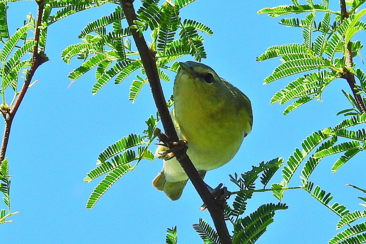 new world warbler sp. - ML75211951