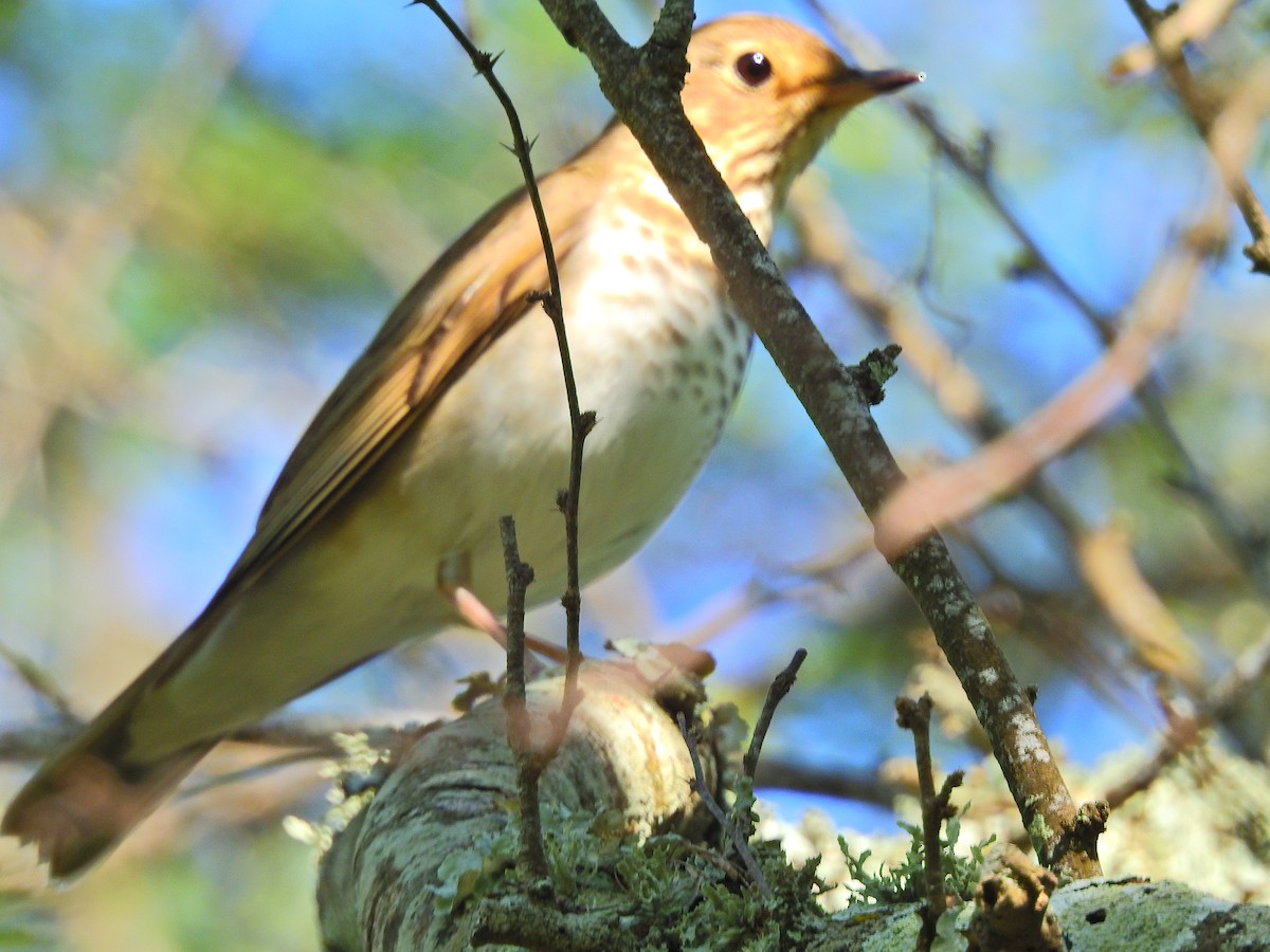 Veery - ML75213501