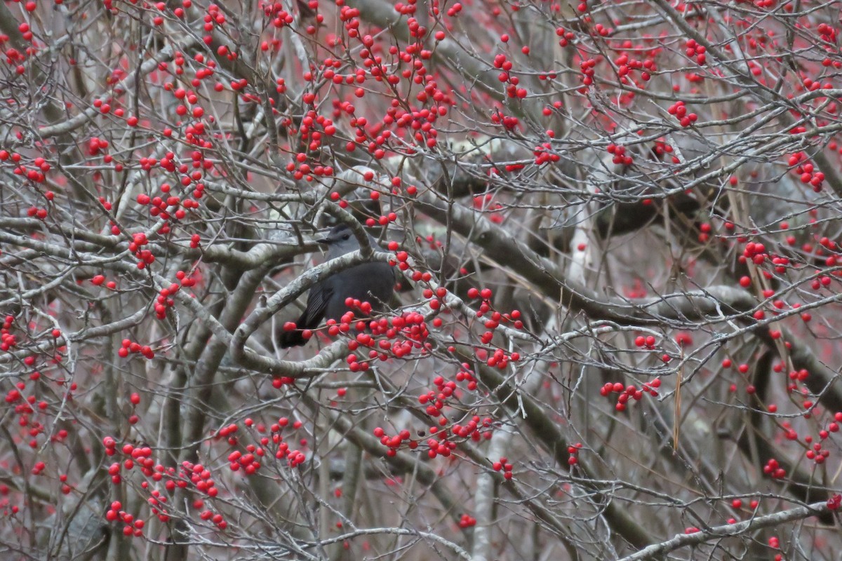 Gray Catbird - ML75213641