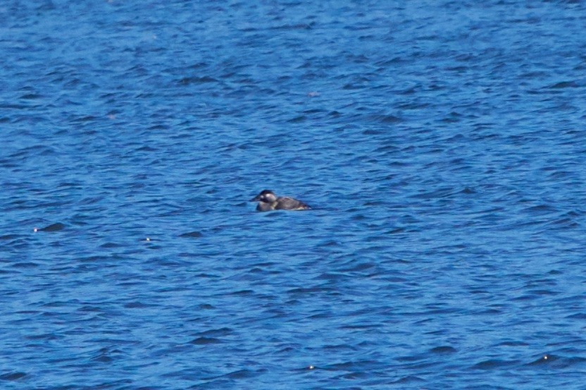 Surf Scoter - ML75214831