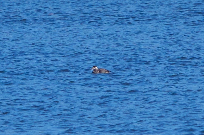 Surf Scoter - ML75214851