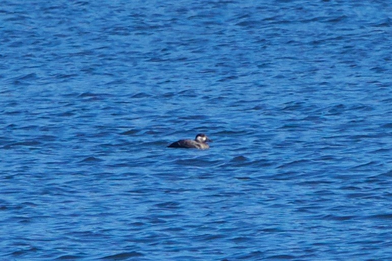Surf Scoter - ML75214861
