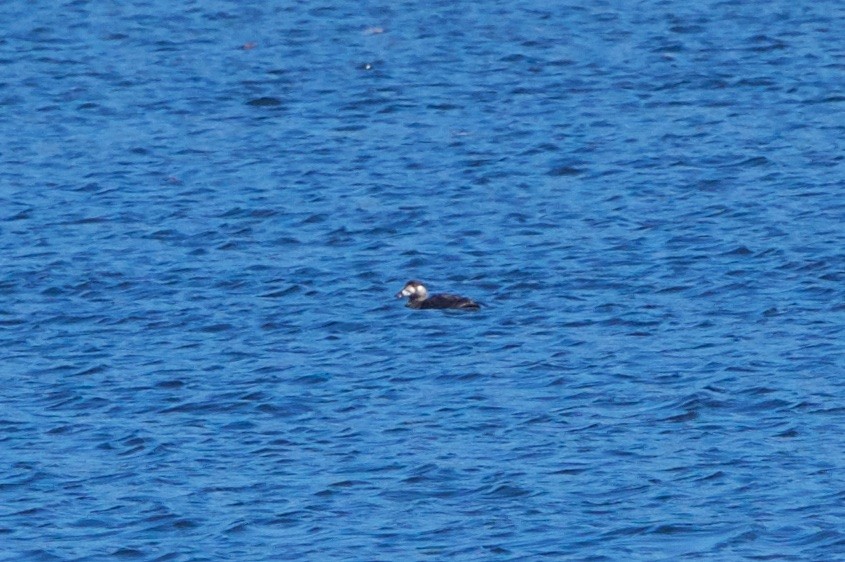 Surf Scoter - ML75214871