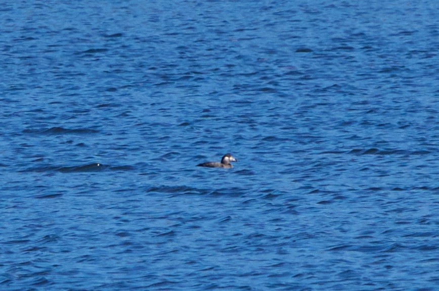 Surf Scoter - ML75214881