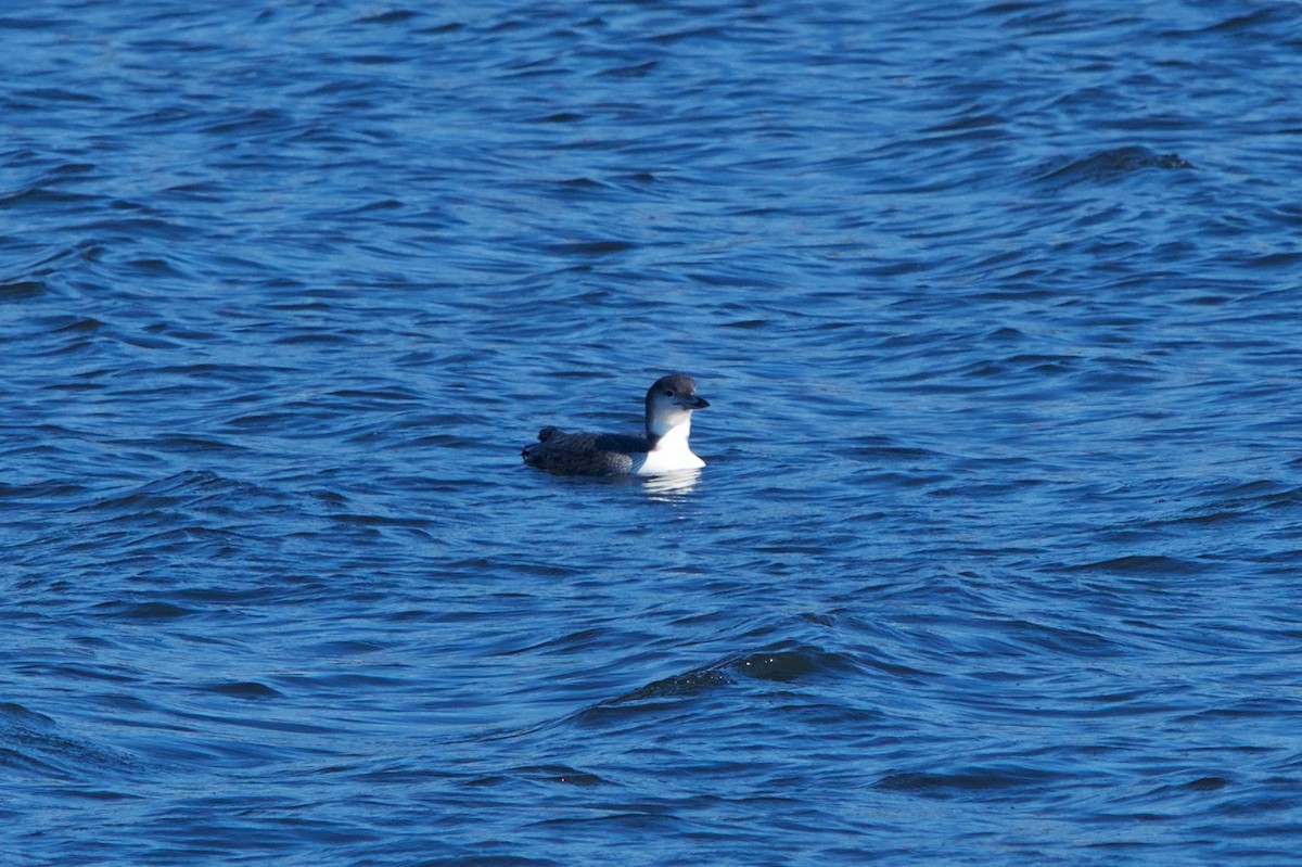 Common Loon - ML75214961