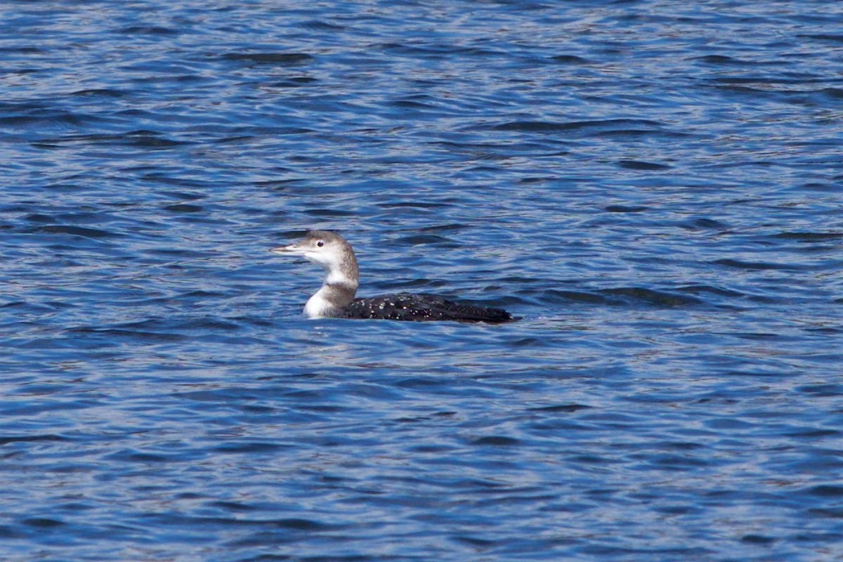 Common Loon - ML75215001