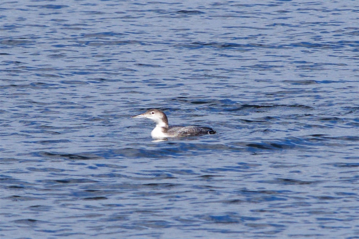 Common Loon - ML75215011