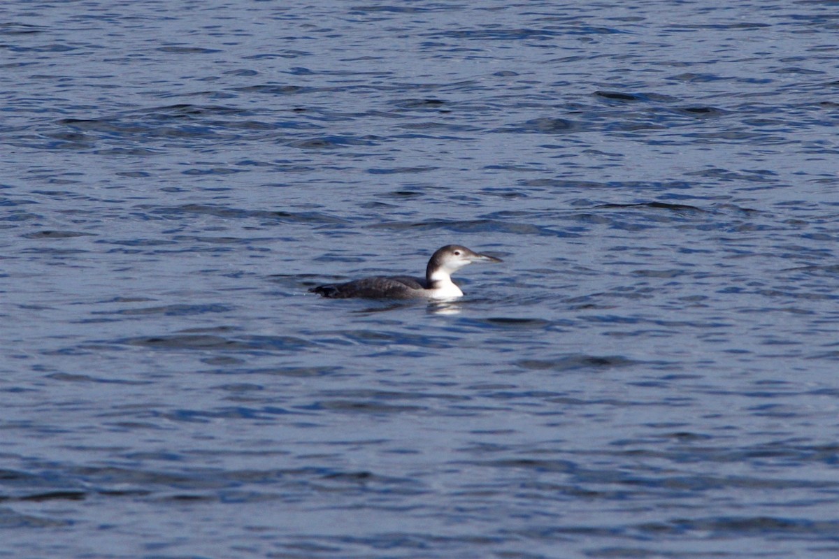 Common Loon - ML75215021