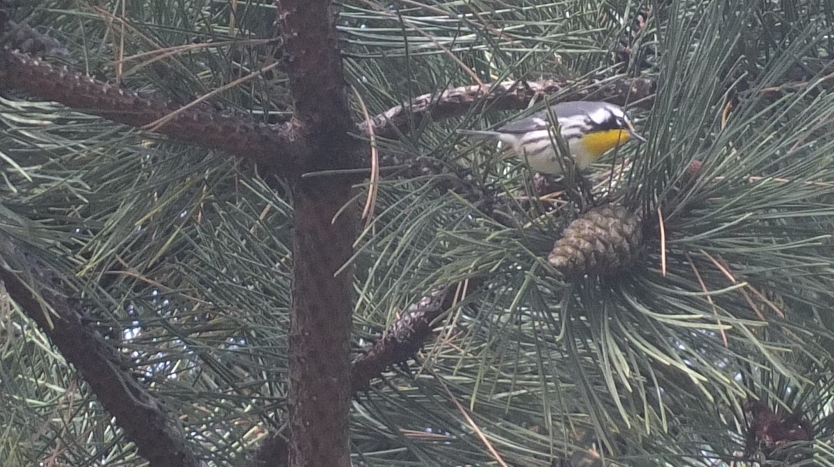 Yellow-throated Warbler - Linda Pivacek