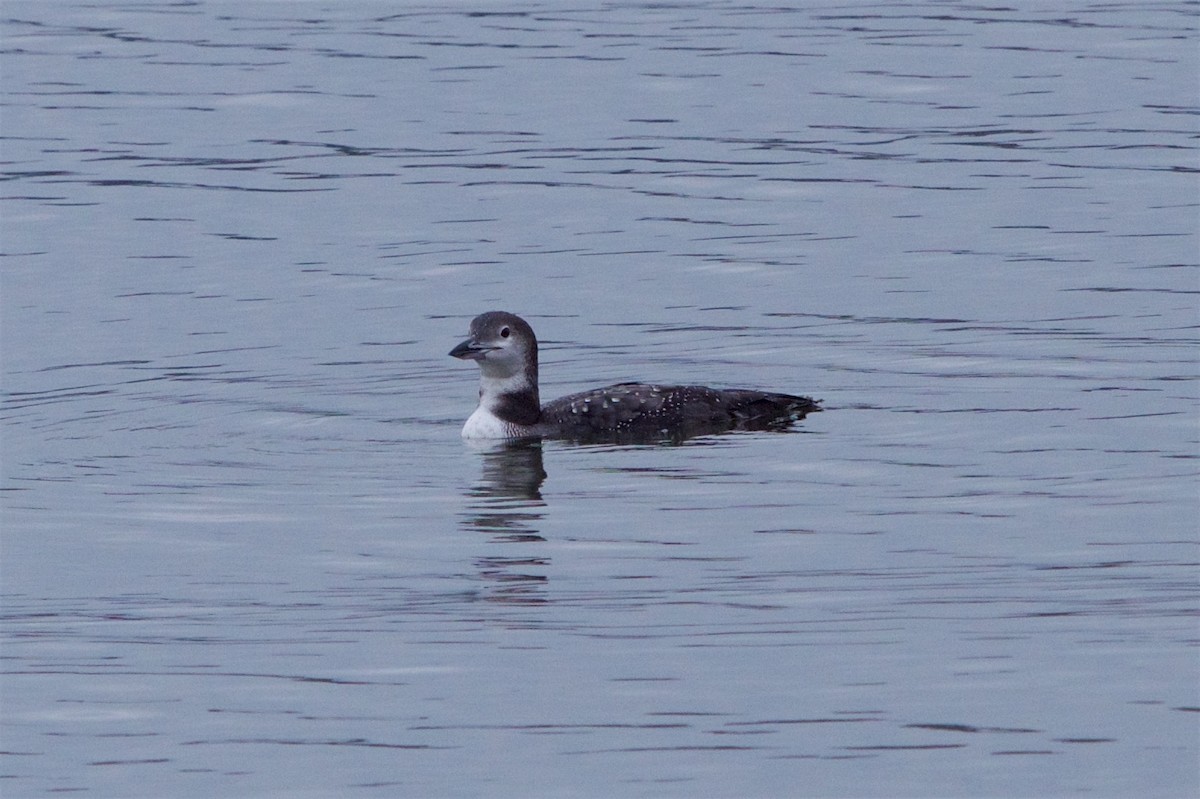 Common Loon - Hal Mitchell