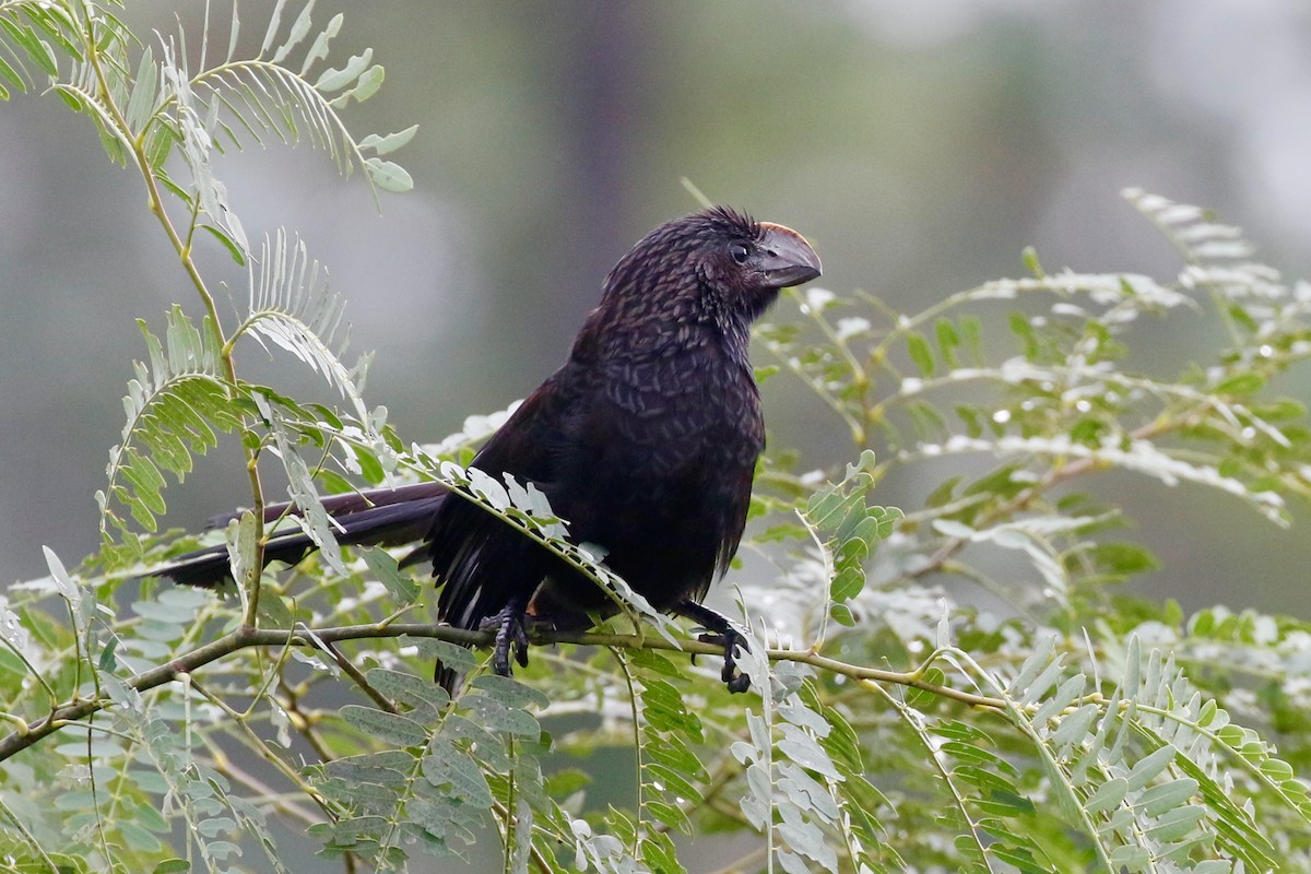 Smooth-billed Ani - Holly Cox