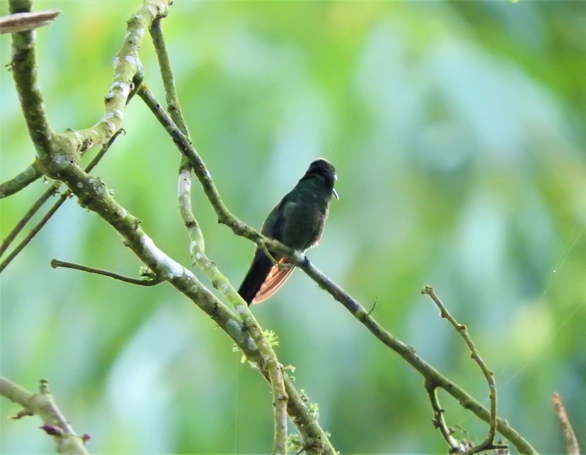 Rufous-tailed Hummingbird - ML75217811