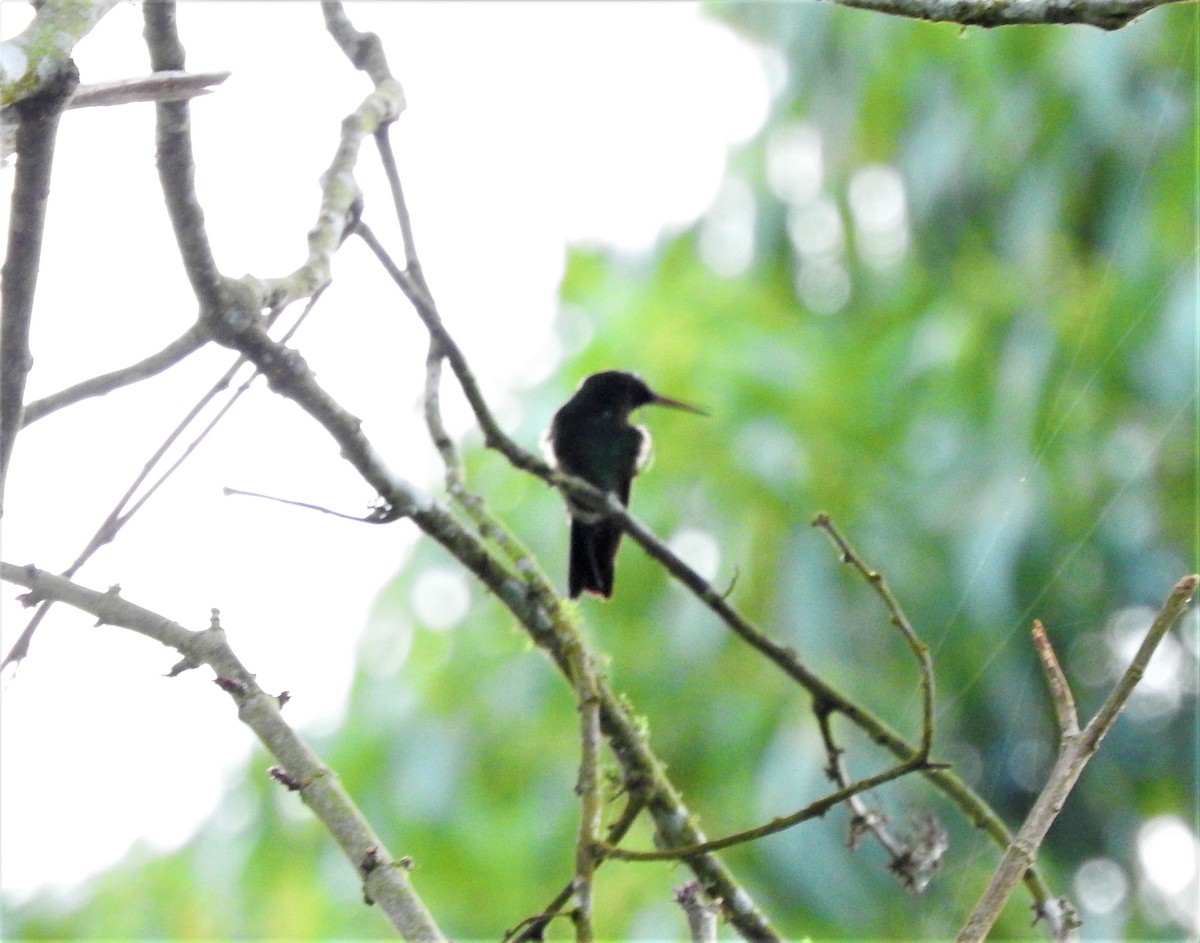Rufous-tailed Hummingbird - ML75218331