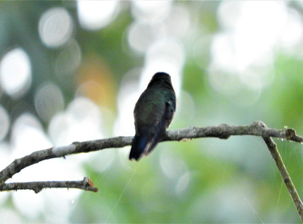 Steely-vented Hummingbird - ML75218571