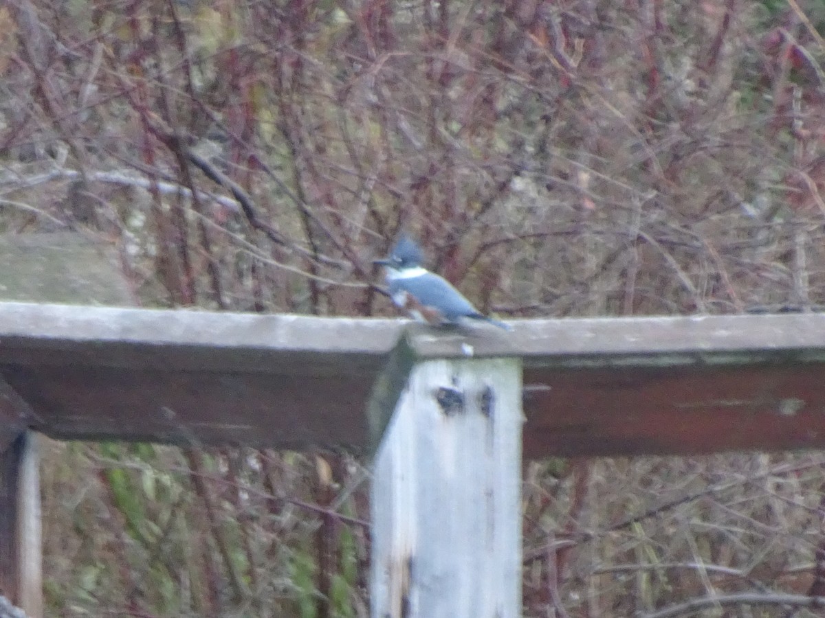 Belted Kingfisher - Thomas Ouchterlony