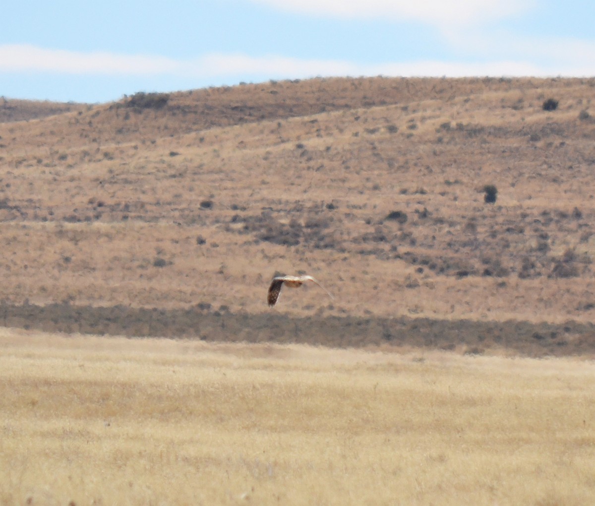 Short-eared Owl - ML75220061