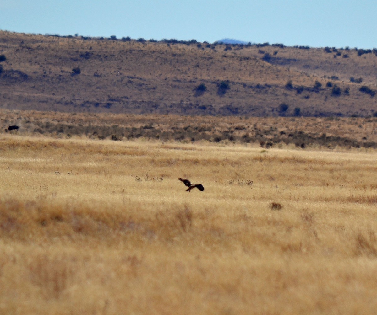 Short-eared Owl - ML75220071