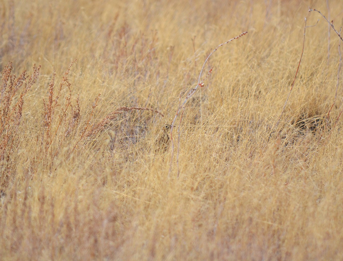 Sprague's Pipit - Jason Wilder