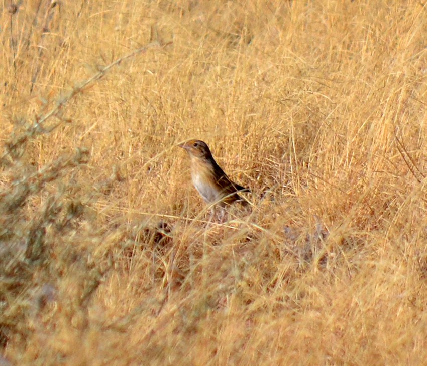 Grasshopper Sparrow - ML75220211