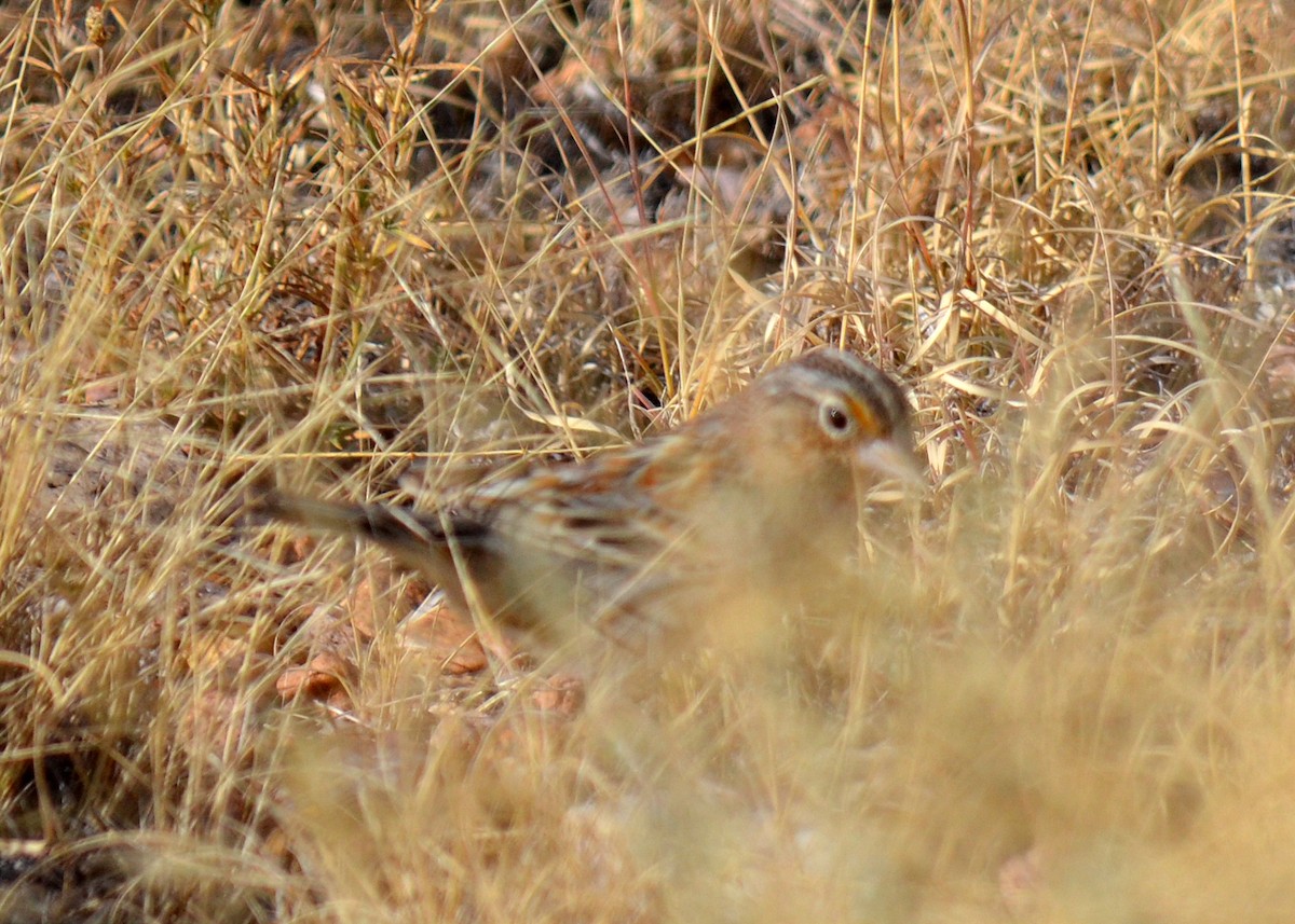 Grasshopper Sparrow - ML75220231