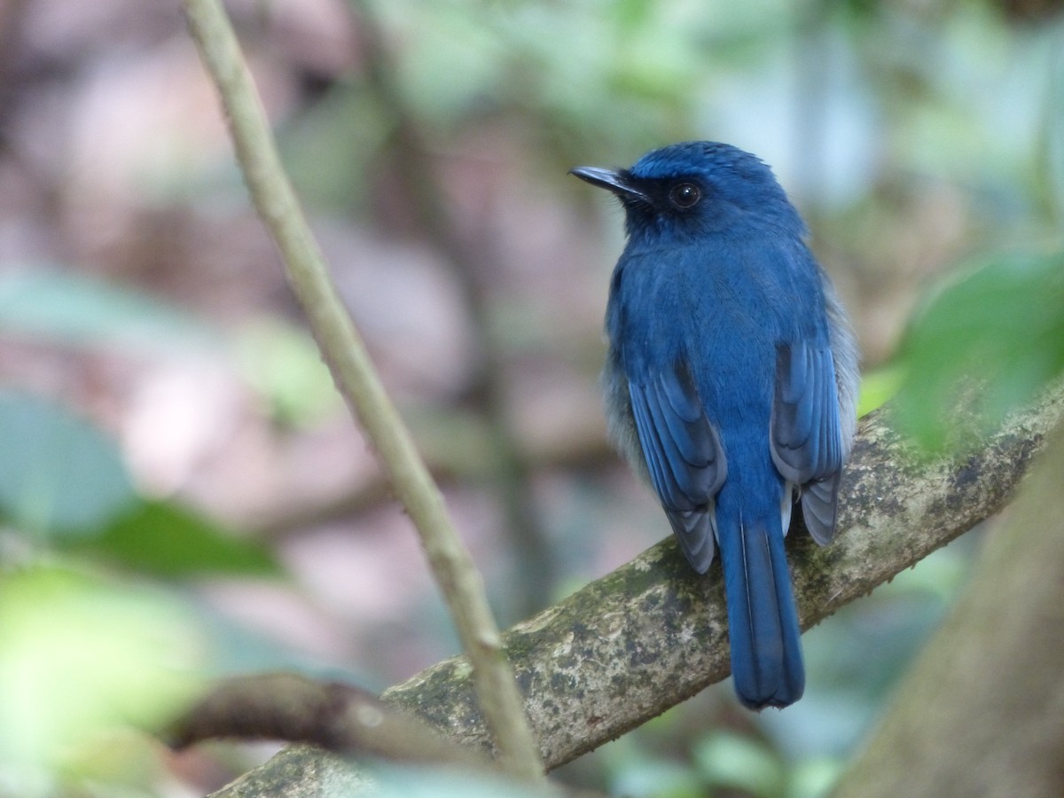 White-bellied Blue Flycatcher - ML75220361