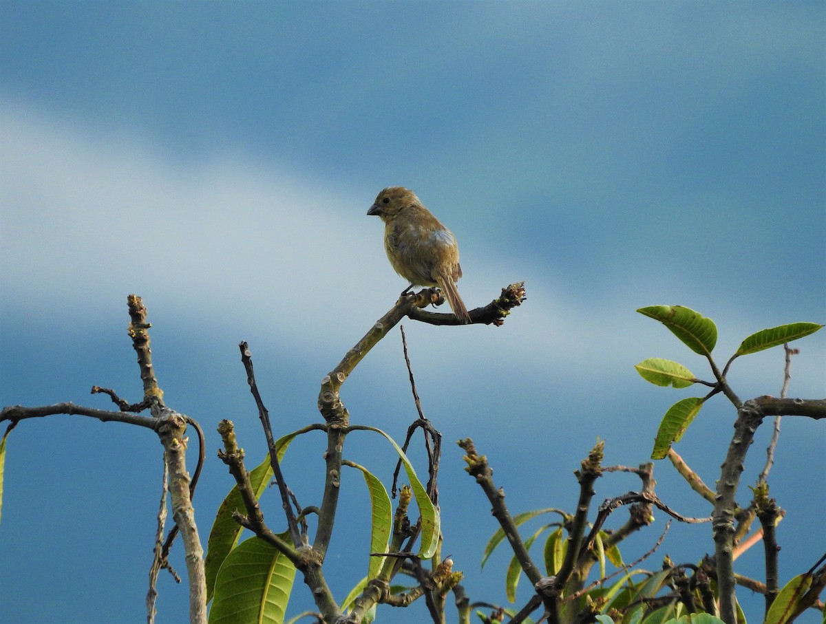 Gray Seedeater - ML75220371