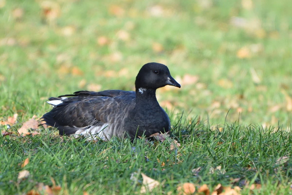 Brant - ML75221251