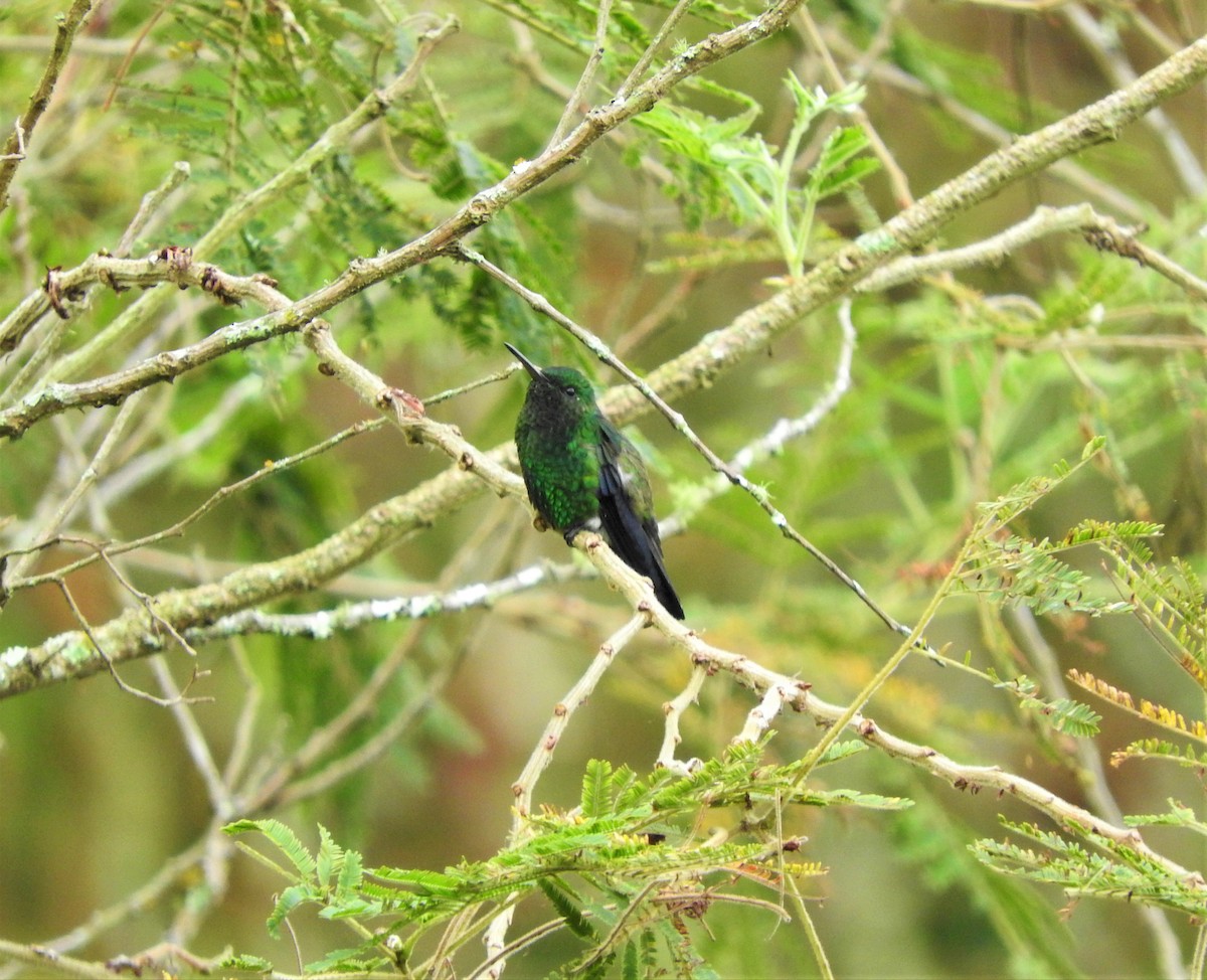 Steely-vented Hummingbird - ML75221871