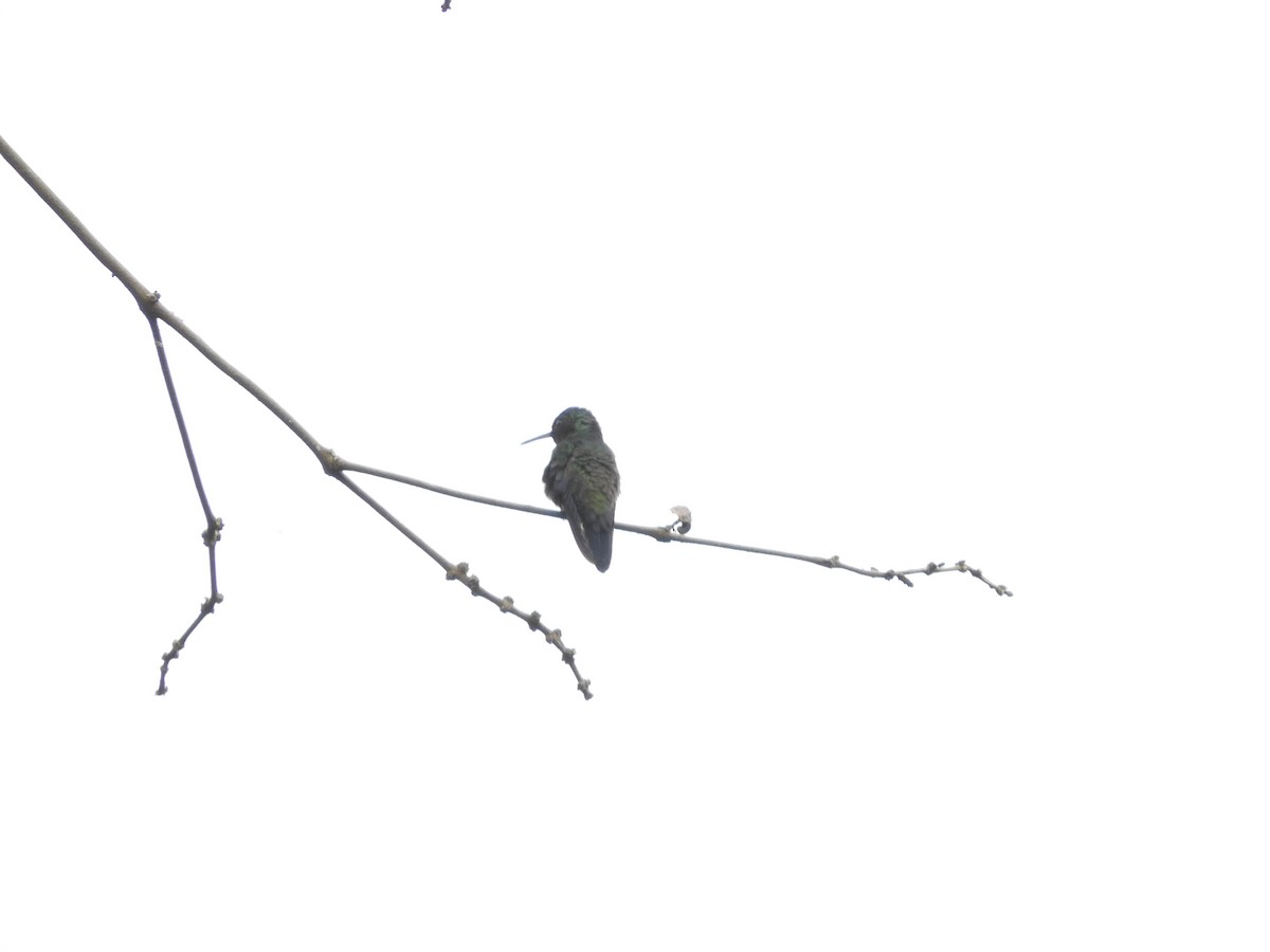 Steely-vented Hummingbird - ML75221881