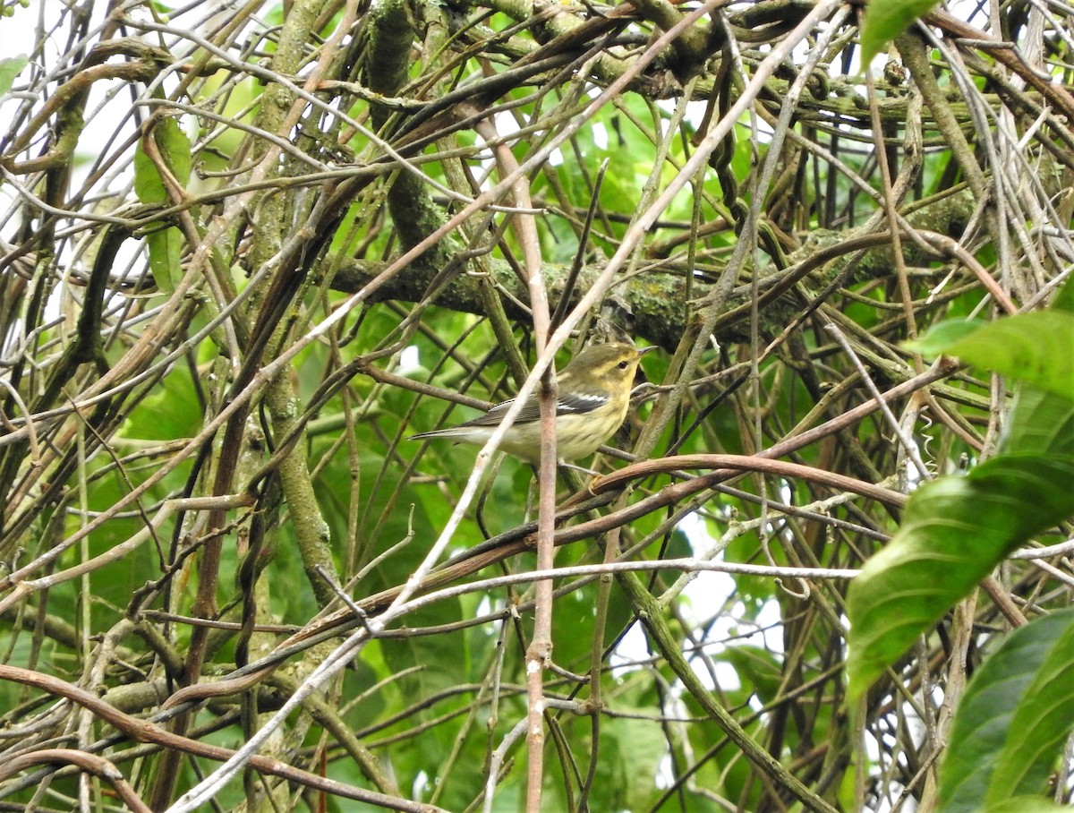 Blackburnian Warbler - ML75223321