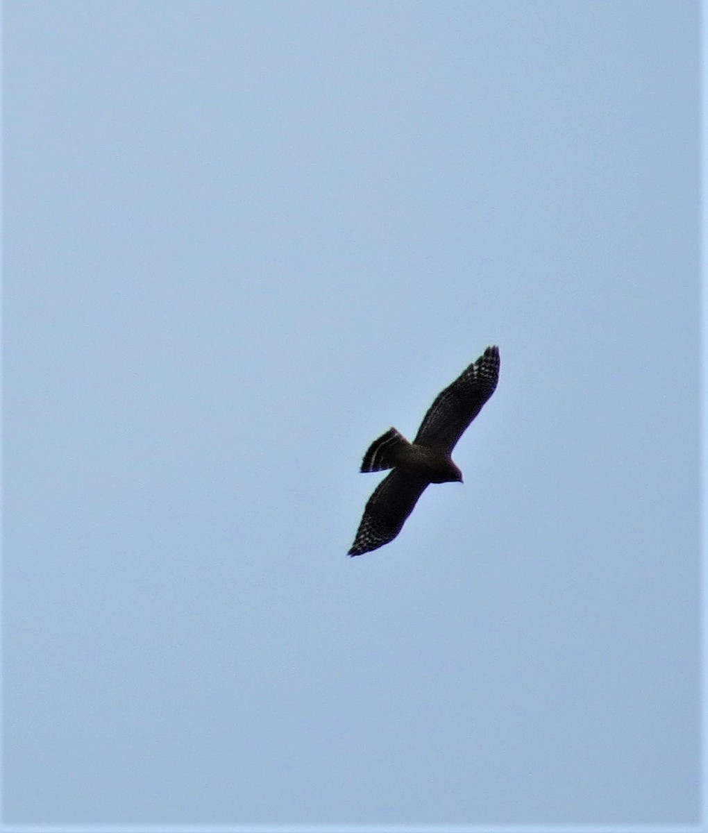 Red-shouldered Hawk - ML75223801