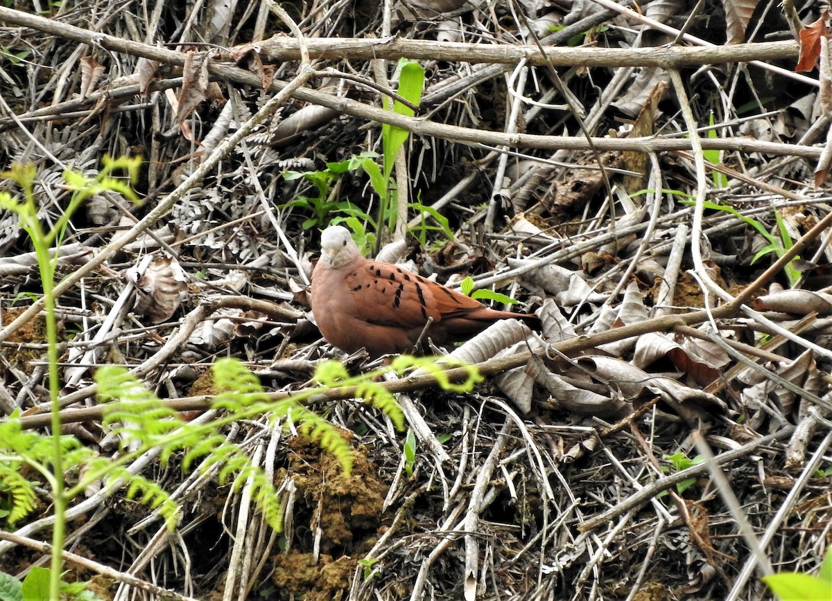 Ruddy Ground Dove - ML75223891