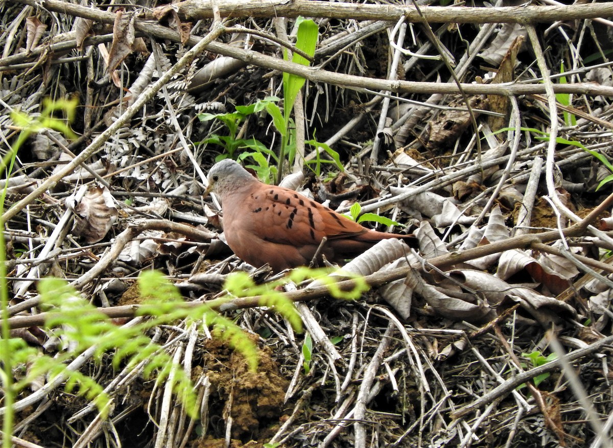 Ruddy Ground Dove - ML75223901