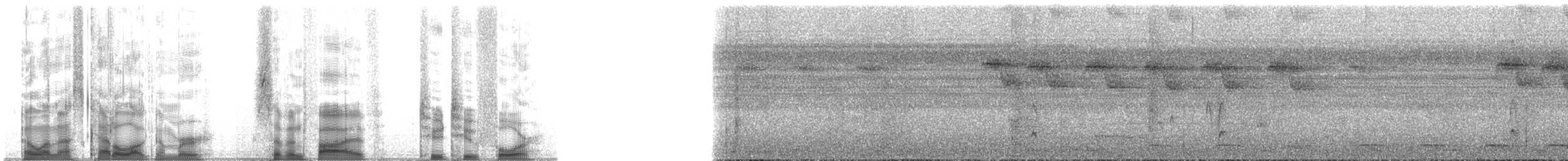 Iheringameisenschlüpfer (oreni) - ML75224