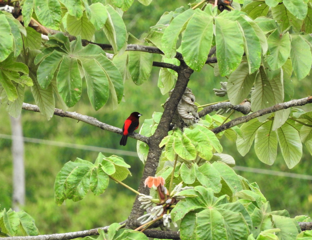 Crimson-backed Tanager - ML75224121