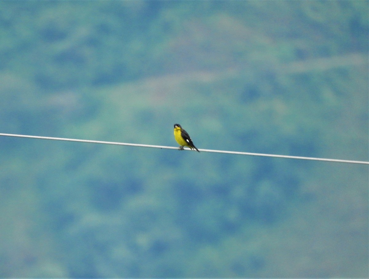 Lesser Goldfinch - ML75224411