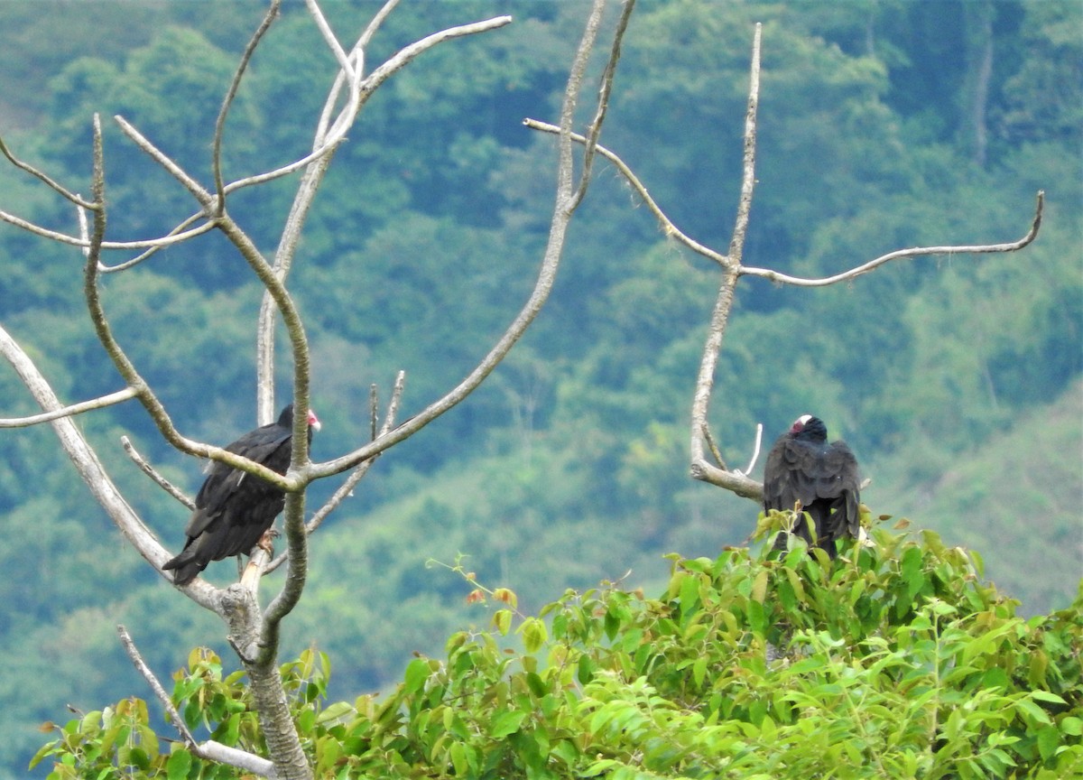 Turkey Vulture - Gabriel Camilo Jaramillo Giraldo