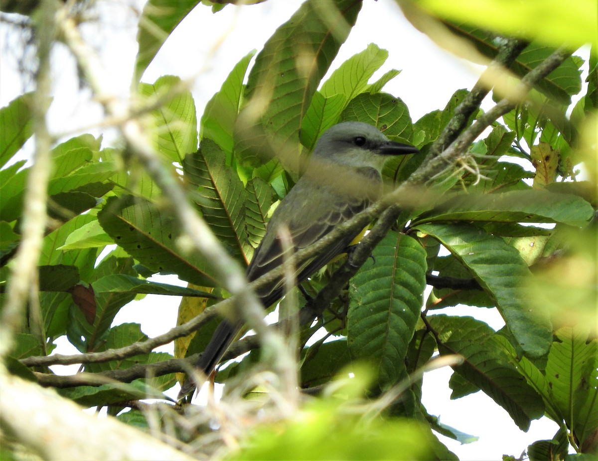 Tropical Kingbird - ML75224821