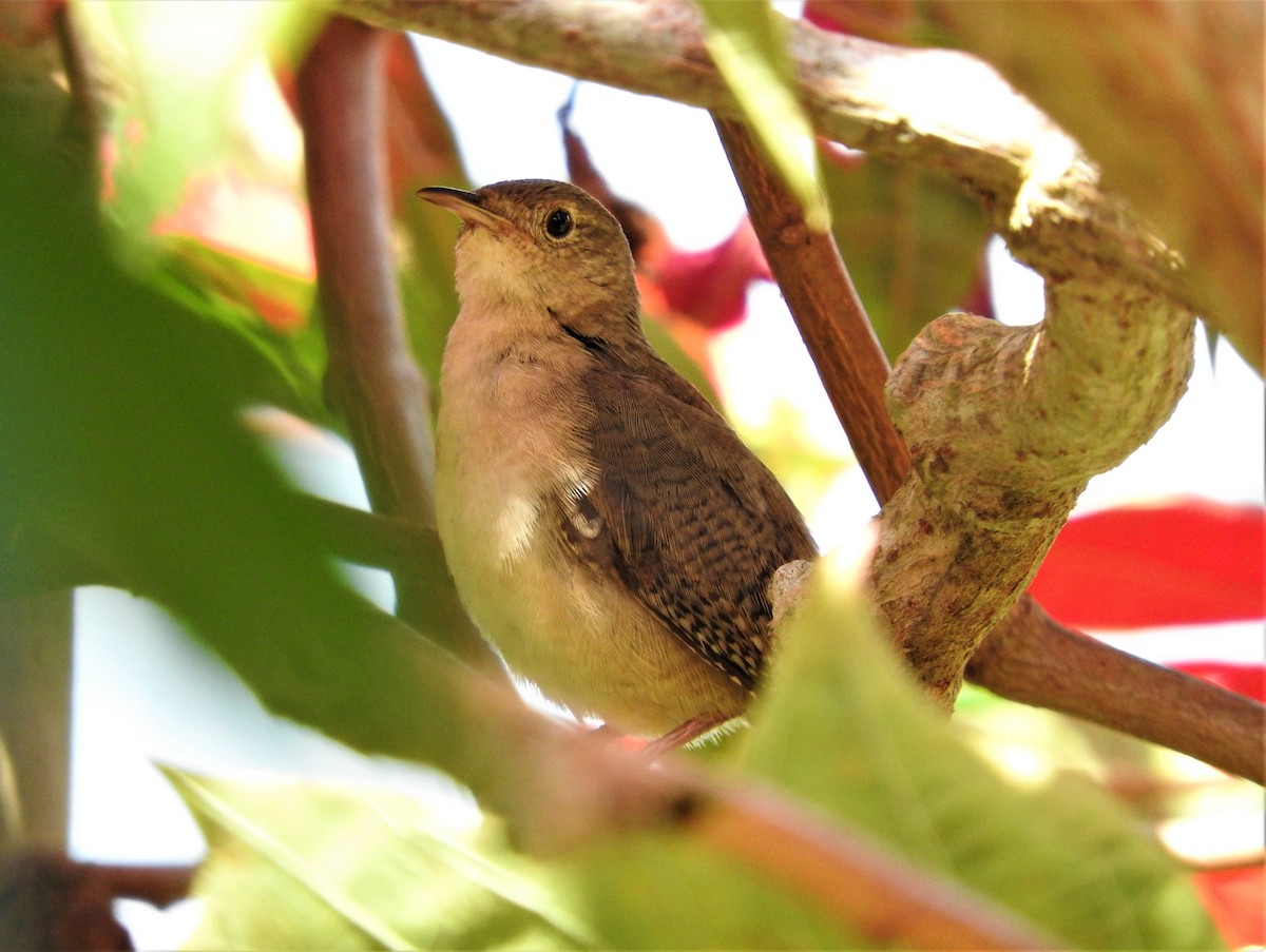 House Wren - ML75225101