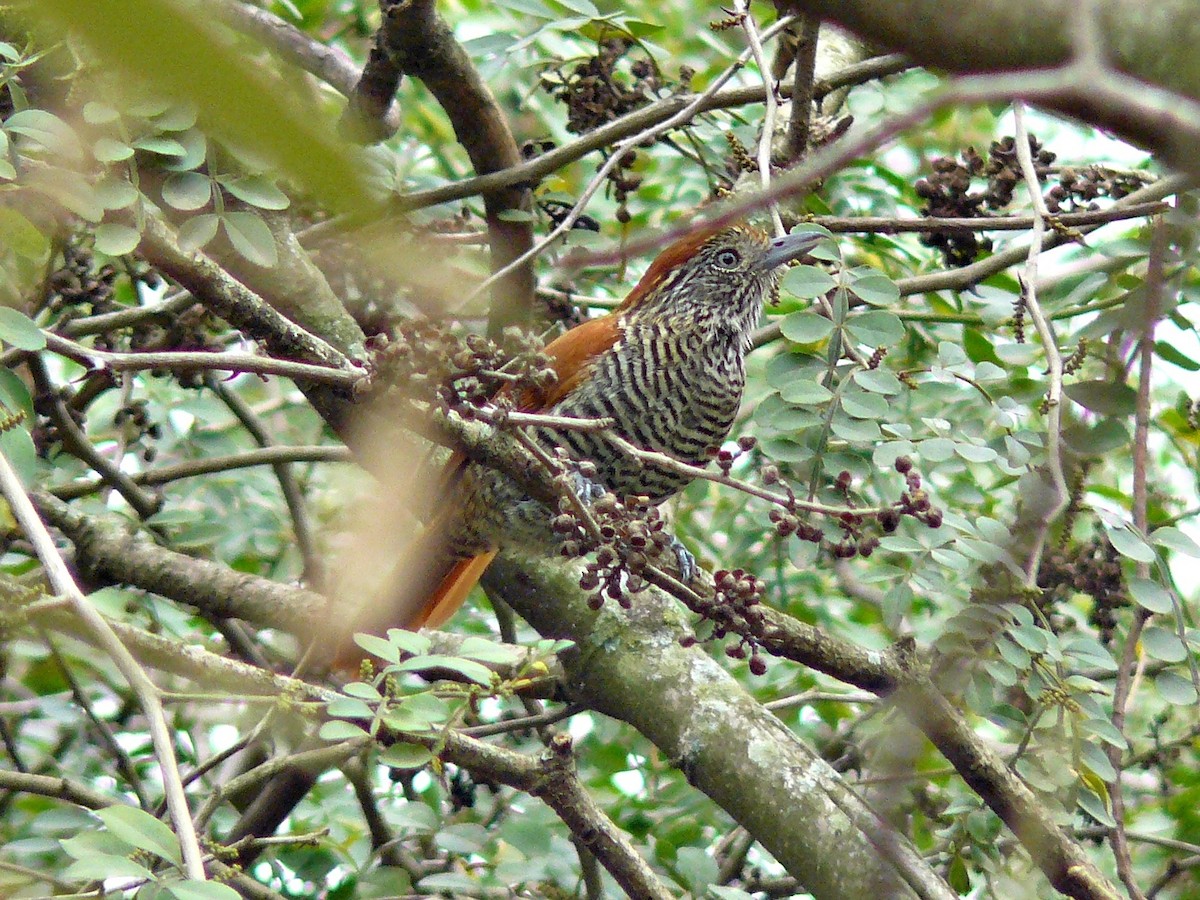 Bar-crested Antshrike - ML75225581