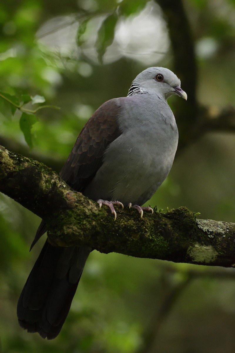 Nilgiri Wood-Pigeon - ML75227991