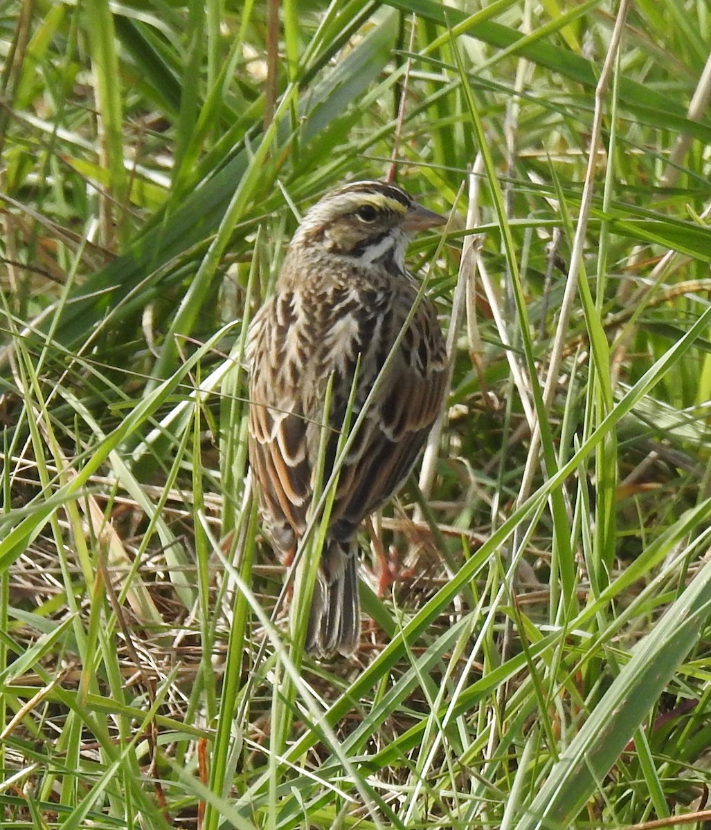 Savannah Sparrow - ML75228481