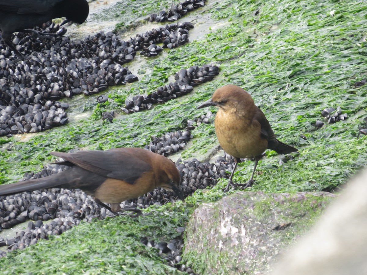 Boat-tailed Grackle - ML75229241