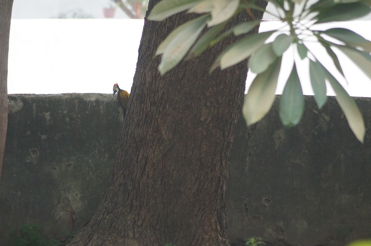 Black-rumped Flameback - ML75229641